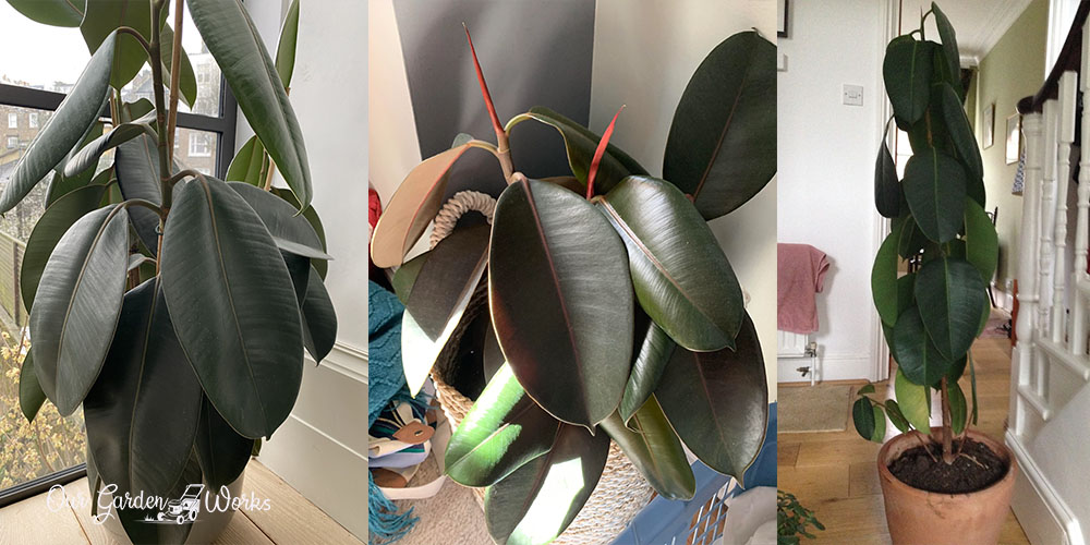 Rubber Plant Drooping Leaves