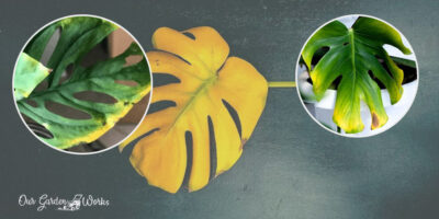 Type of Cheese Plant Yellowing Leaves & What They Mean