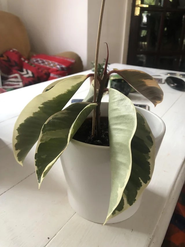 Variegated rubber plant with droopy leaves
