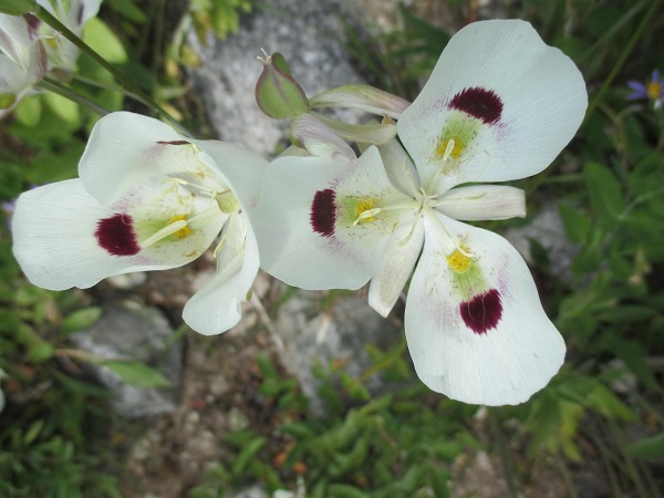 White mariposa lily