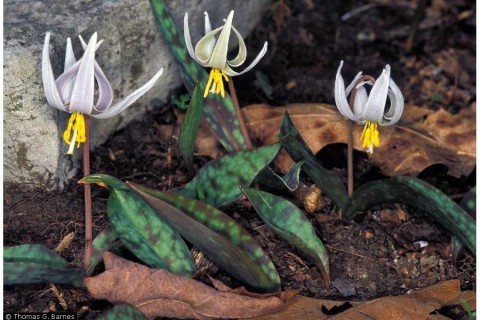 White trout lily