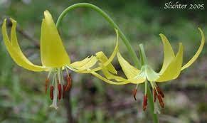 Yellow fawn lilies