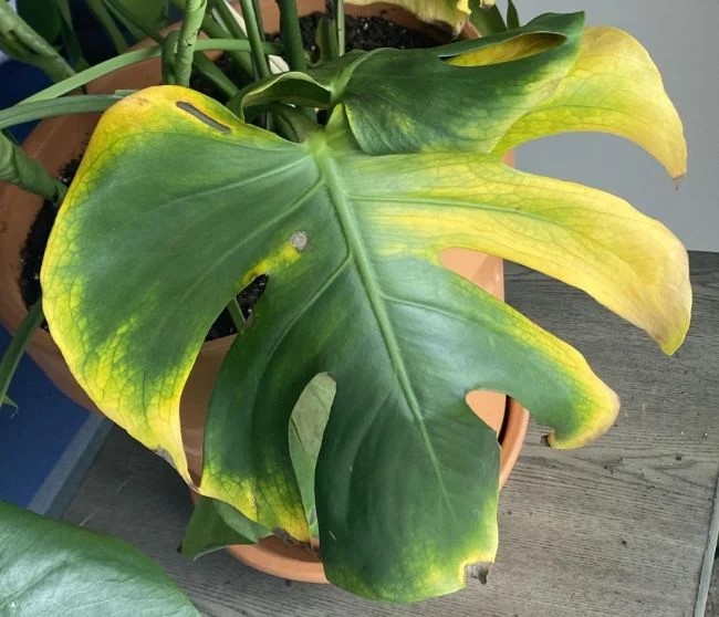 Yellow patches in monstera due to fluctuating temperatures