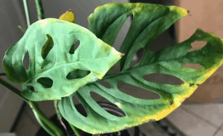 Yellowing tips in monstera plants