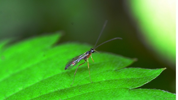 Adult fungus gnats
