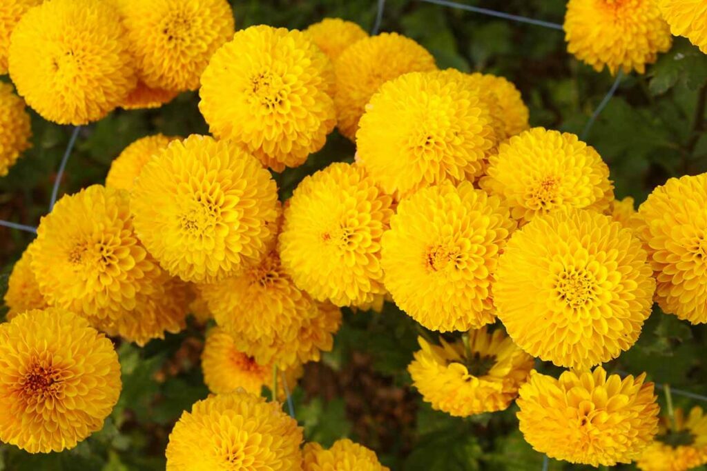 African marigolds
