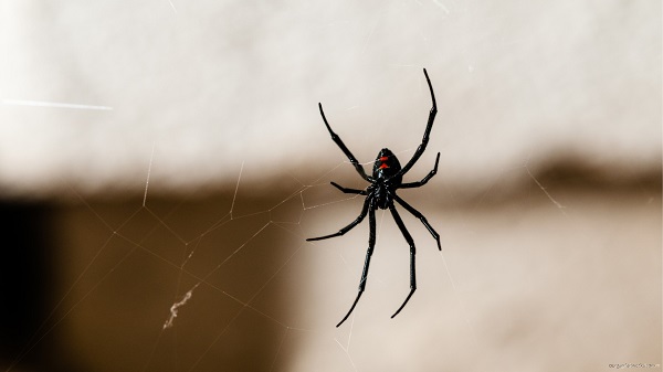 Citronella can also repel spiders.