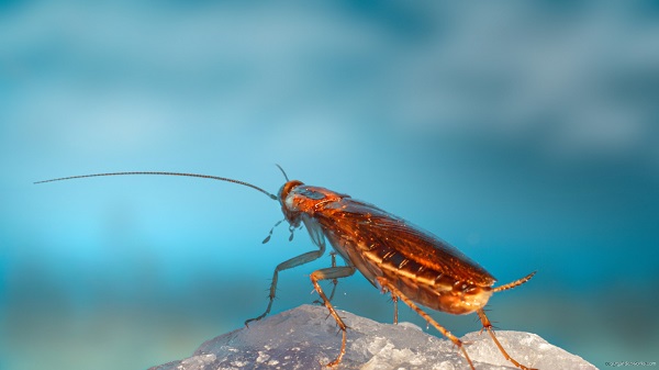 Citronella can repel cockroaches