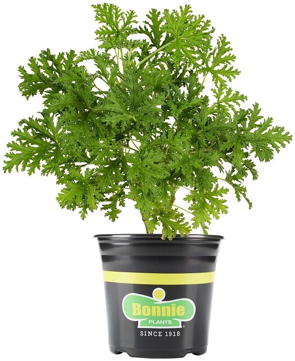 Citronella plant