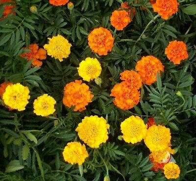 Crackerjack marigold