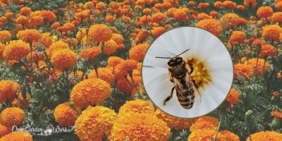 Buzz-Worthy Blooms: Do Bees Like Marigolds or They Repel Them?