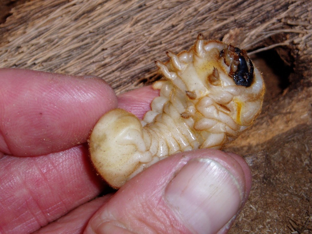 Giant palm borer larvae