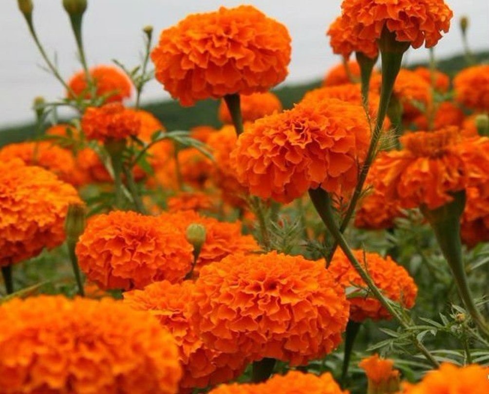 Hawaii marigolds
