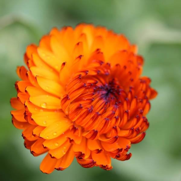 Indian prince pot marigold