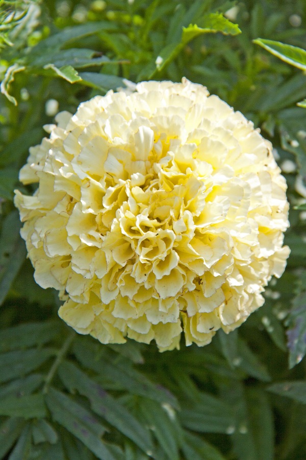 Kilimanjaro white marigold