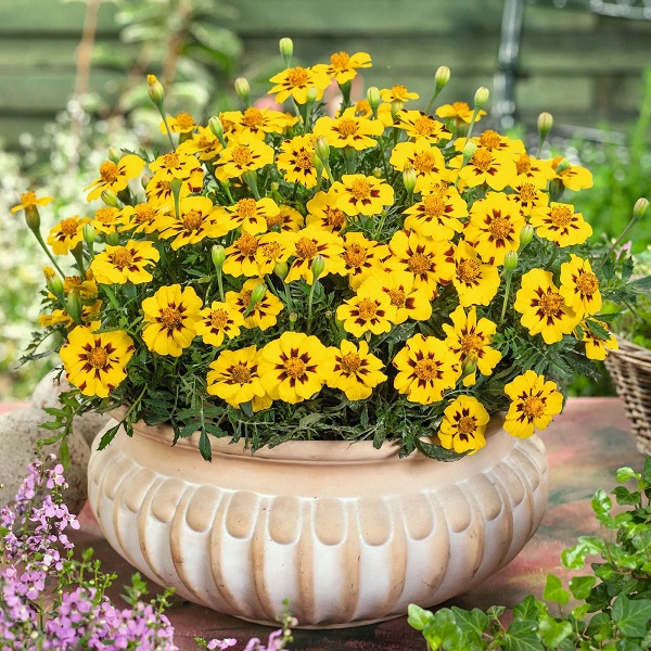 Legion of honor marigold. 