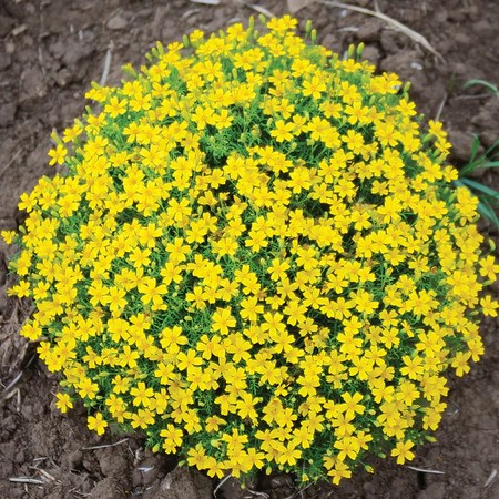 Lemon gem marigold