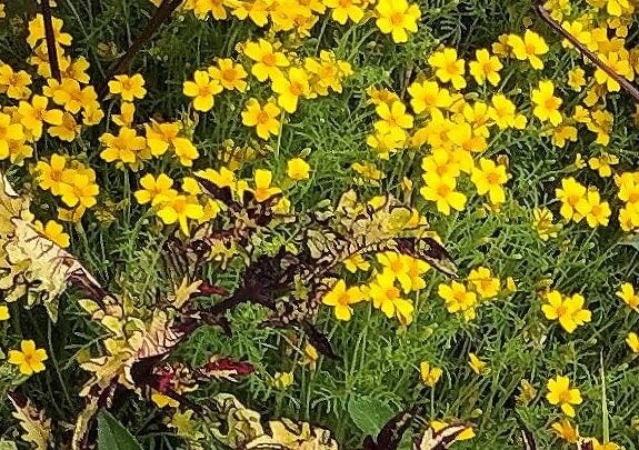 Little gem marigolds
