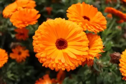 Pot marigold