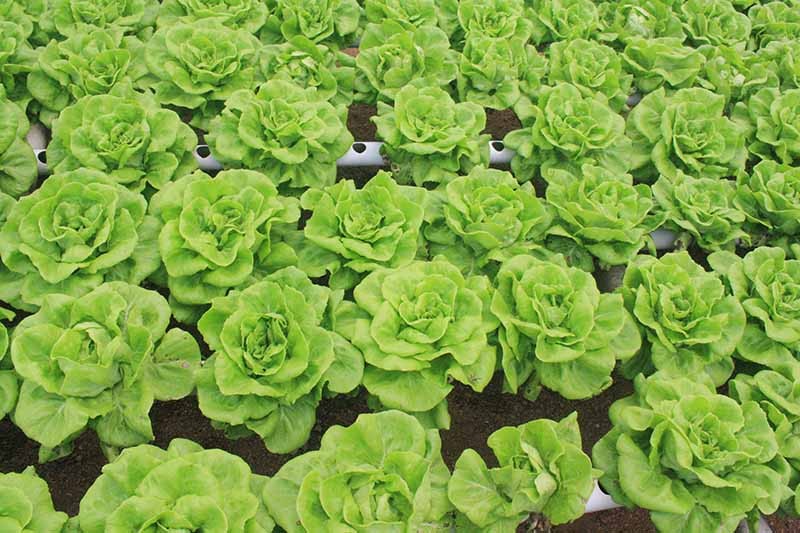 Buttercrunch lettuce