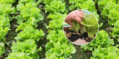 Unlimited Greens: How To Cut Lettuce From The Garden in 3 Easy Methods