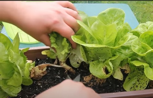 One-time harvest for lettuce