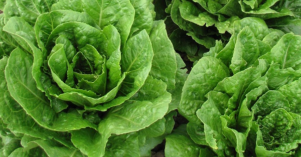 Parris island lettuce.