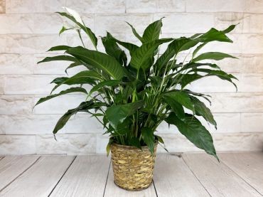 ‘Kochii’ peace lily - How Tall Can Peace Lily Grow