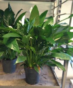 ‘Mauna Loa’ Peace lily - How Tall Can Peace Lily Grow
