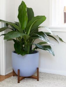 ‘Sensation’ peace lily - How Tall Can Peace Lily Grow