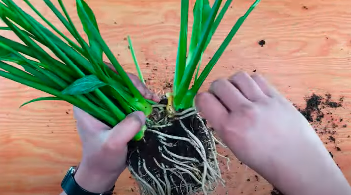 A mother peace lily plant - Can You Propagate Peace Lily From Cutting