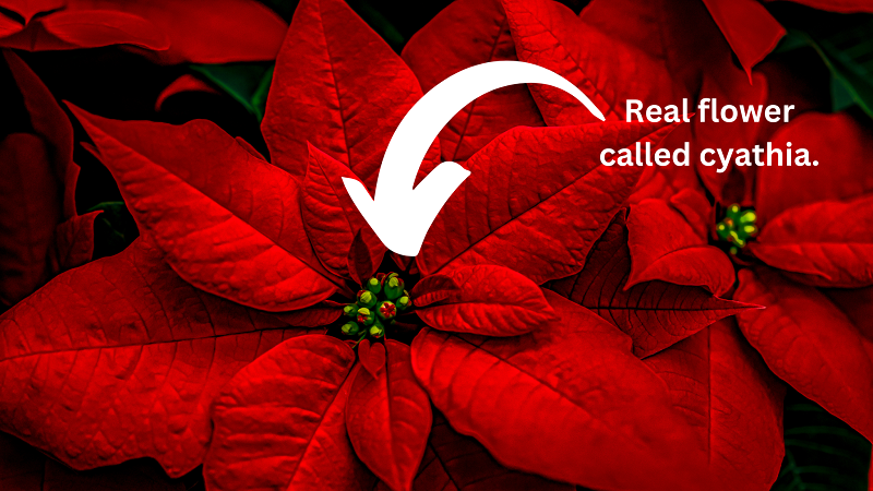 Bracts and flowers of a poinsettia - How often do I water poinsettia