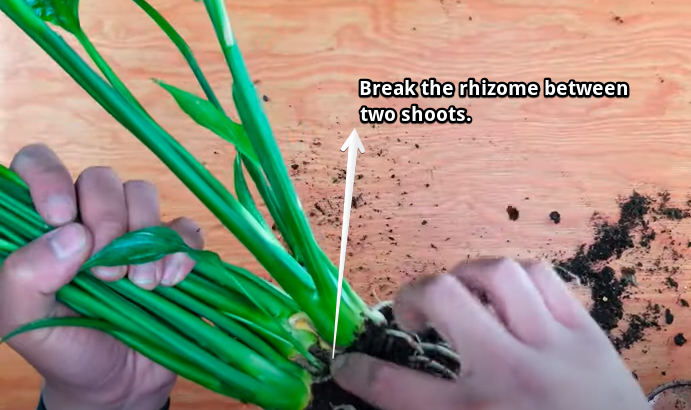 Breaking the rhizome of a peace lily - Can You Propagate Peace Lily From Cutting