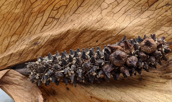 Dried peace lily spadix. - Breaking the rhizome of a peace lily - Can You Propagate Peace Lily From Cutting