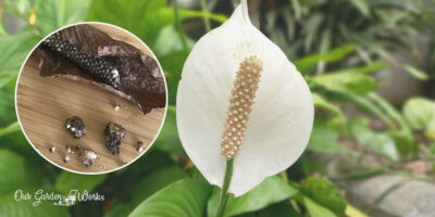 Growing Peace Lily From Seed: A Step-by-Step Guide