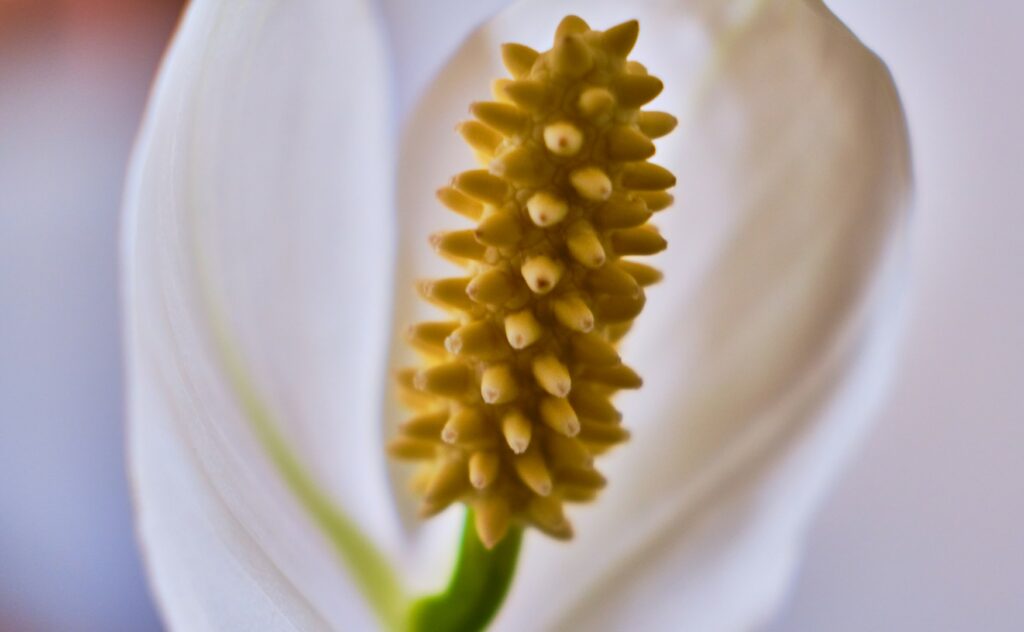 Growing a peace lily from seed