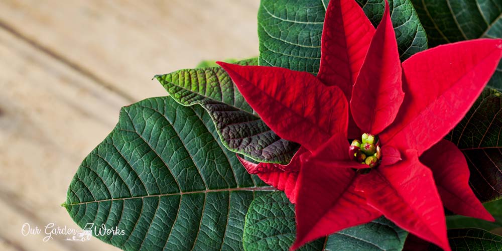How Often Do I Water Poinsettia