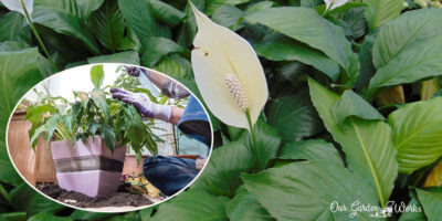 Natural Air Purifiers: Does Peace Lily Clean The Air?
