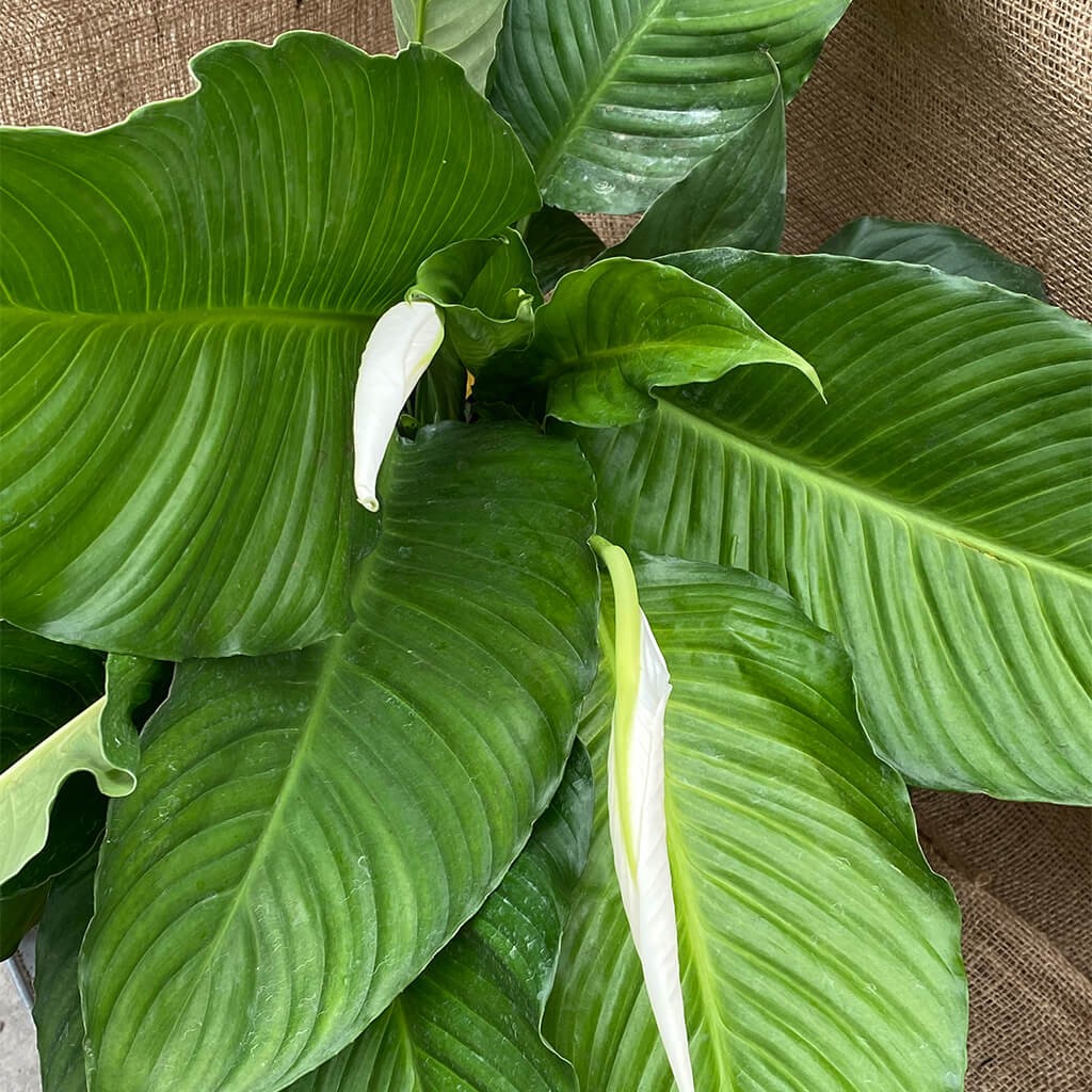 Peace lily ‘Sweet Pablo’