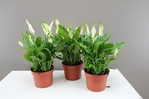 Peace lily ‘Anette’