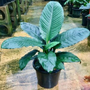 Peace lily ‘Blue Moon’