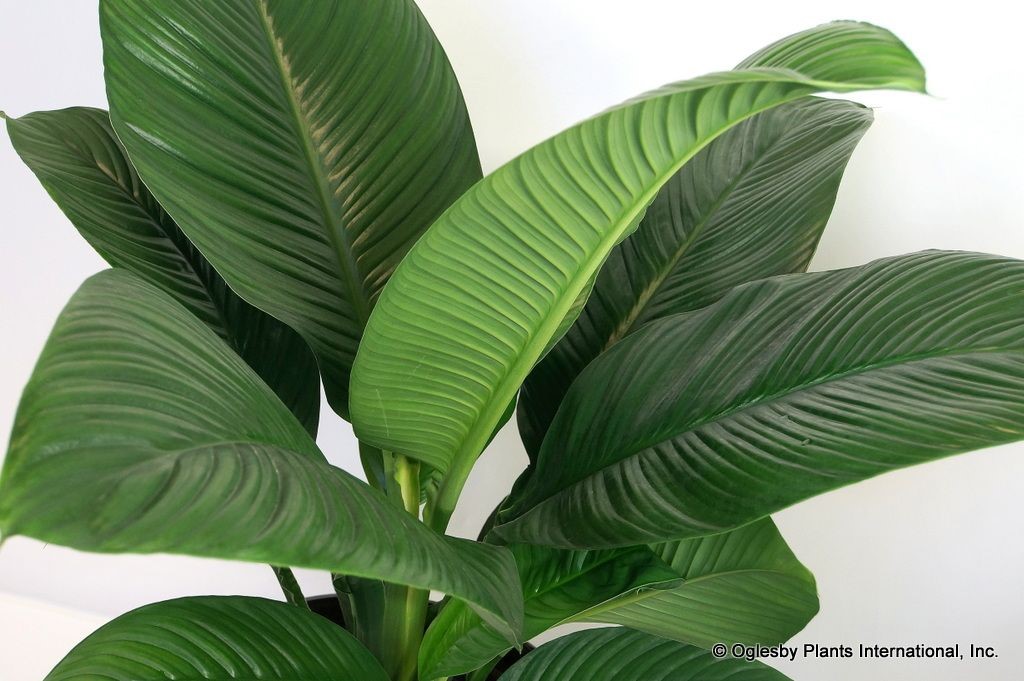 Peace lily ‘Bongo Bongo’ - How Tall Can Peace Lily Grow