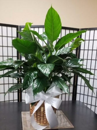 Peace lily ‘Clevelandii’