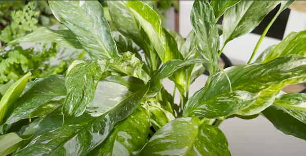 Peace lily ‘Domino’