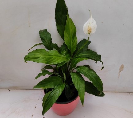 Peace lily ‘Jetty’