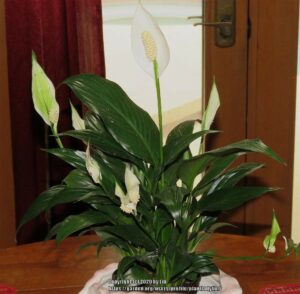 Peace lily ‘Little Angel’.