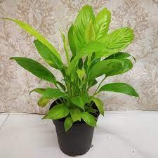 Peace lily 'Mojo Lime'