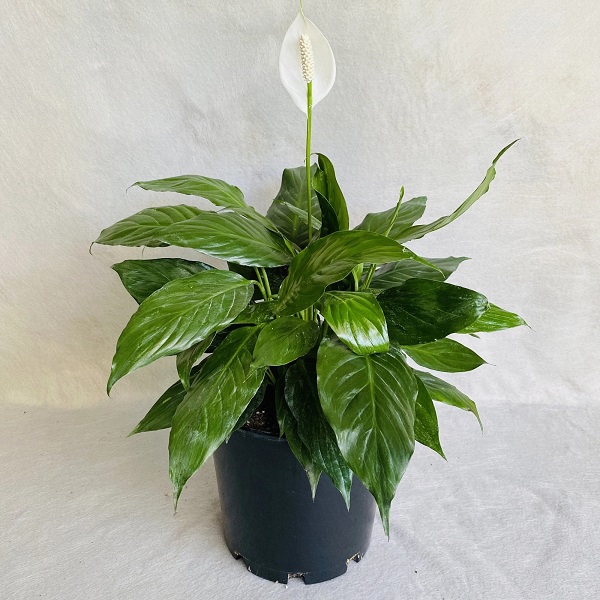 Peace lily ‘Petite’