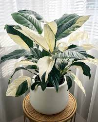 Peace lily ‘Picasso’