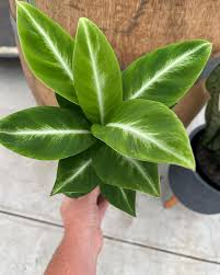 Peace lily ‘Silver Streak’